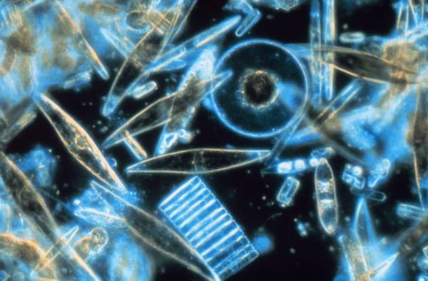  Diatomee, il più comune esempio di fitoplancton (fonte: Gordon T. Taylor, Stony Brook University, NOAA)