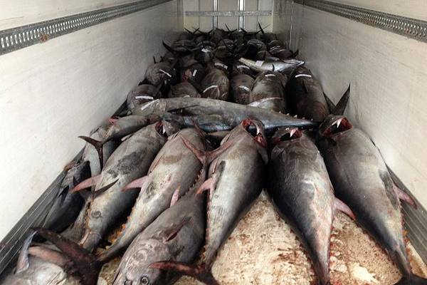 Pesca: Wwf, cautela su aumento quota per tonno rosso