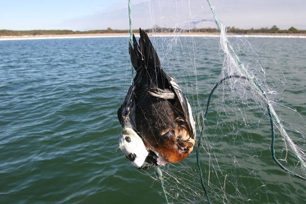 Sos uccelli marini, a rischio per ingerimento plastica
