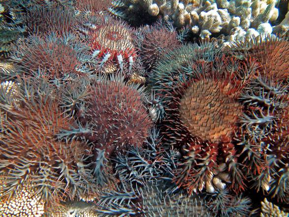 Australia: attesa bozza Unesco su Grande barriera corallina