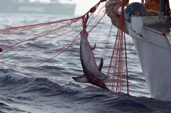 Pesca: Parlamento Ue blocca bando piccole 'spadare'