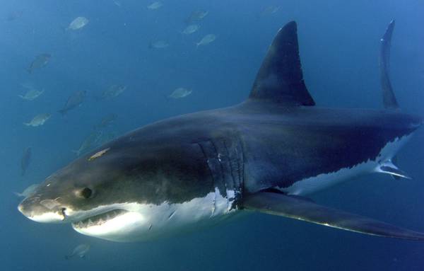 Francia: emergenza squali, autorizzata pesca a La Réunion