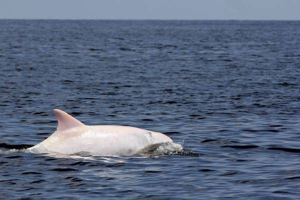 Animali: delfino albino avvistato in Adriatico