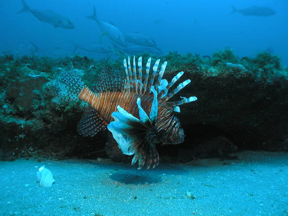 Sempre più numerose le specie di pesci tropicali nell'Atlantico (fonte: NOAA)