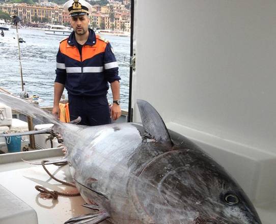 Pescato tonno rosso di 250 kg nel golfo del Tigullio
