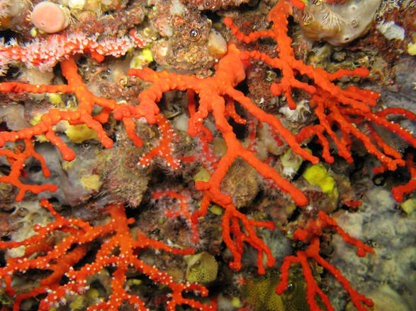 Sos coralli, a rischio una superficie di 12mila km quadrati