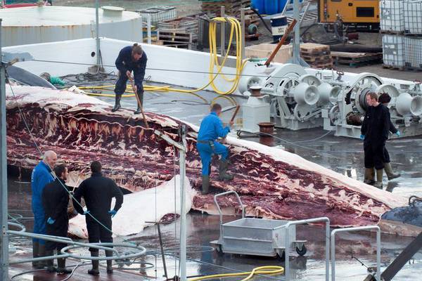 Giappone riprende caccia alle balene, proteste Australia