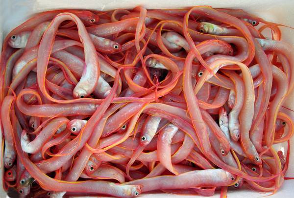 Pesca: inaugurata a Trieste 1/a edizione Fish Very Good