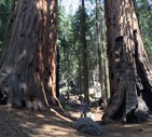 LE VACANZE DEI LETTORI Sequoia National Park, USA - foto inviata da Paolo Fidanza © ANSA