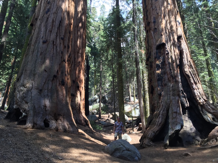 LE VACANZE DEI LETTORI Sequoia National Park, USA - foto inviata da Paolo Fidanza (foto: ANSA)