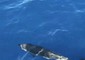 Delfini 'salutano' Costa Concordia © ANSA