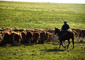 Mucche uruguaiane © ANSA