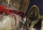 Veronafiere, 112ma Fieragricola - Zootecnia, mostre e concorsi animali, genetica © Ansa