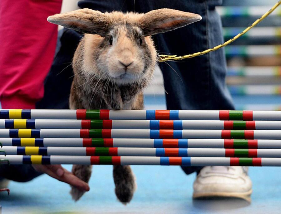 Rabbit Steeple Chase Race © Ansa