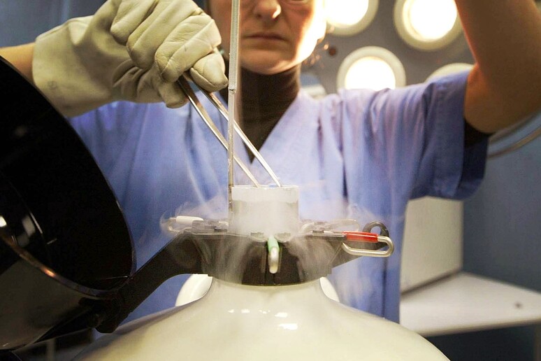 Una biologa estrae da un apposito contenitore di azoto liquido embrioni congelati in un centro fecondazione, foto di archivio - RIPRODUZIONE RISERVATA